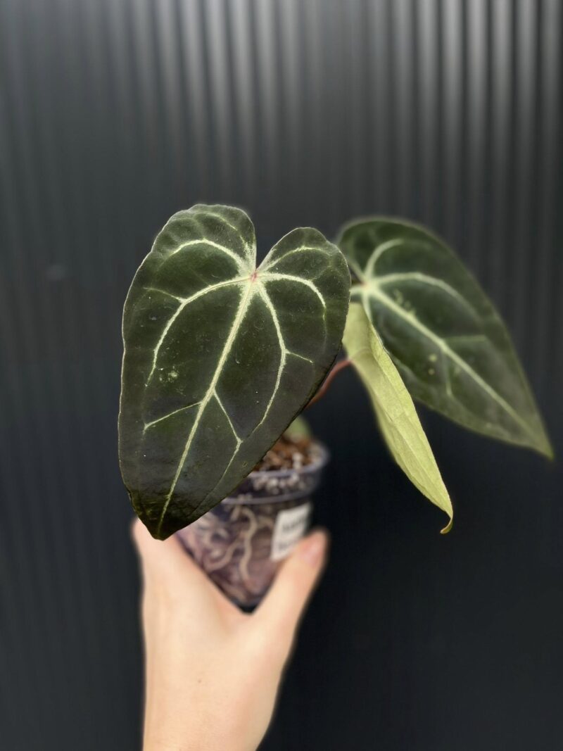 Anthurium Besseae aff Special