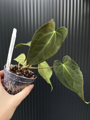 Anthurium Black Anaconda x Papillilaminum