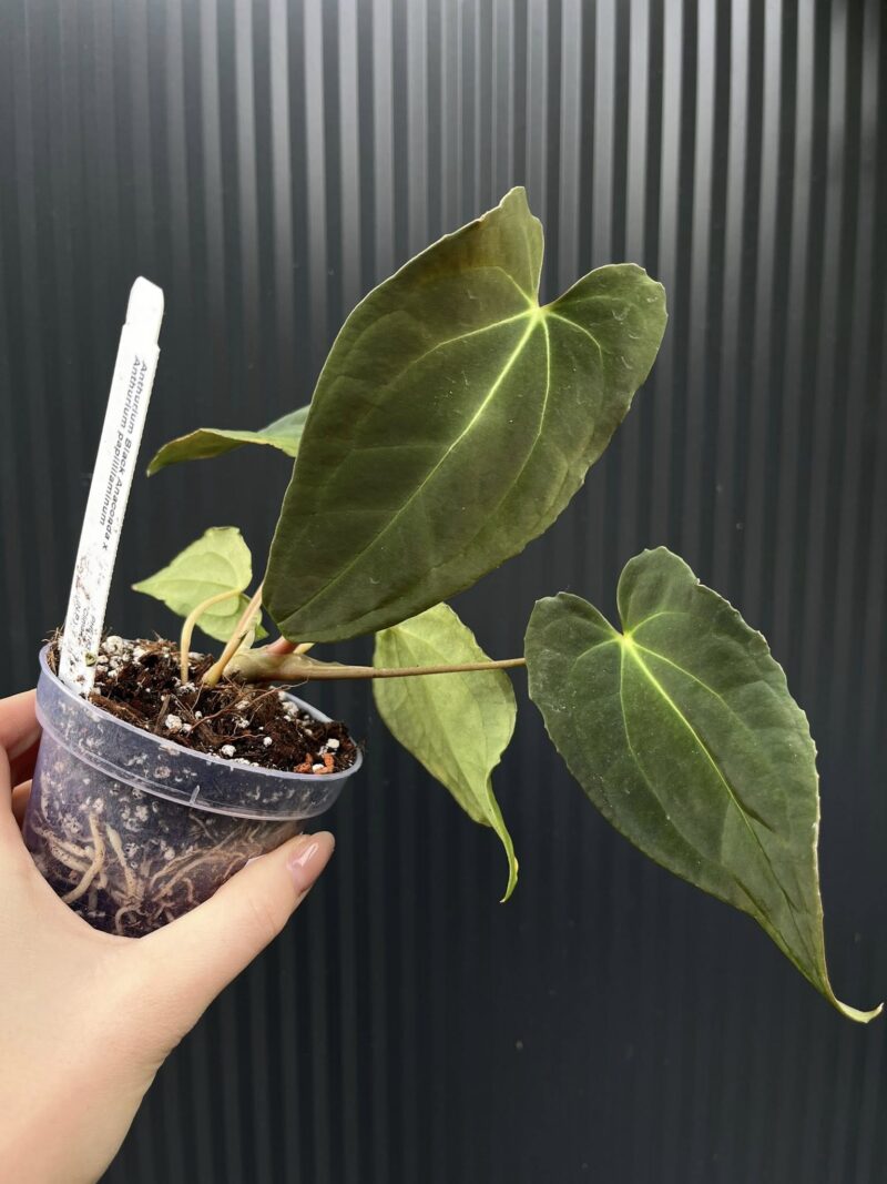 Anthurium Black Anaconda x Papillilaminum