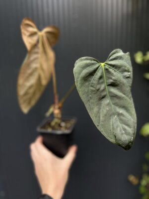 Anthurium Blue Papillilaminum × Portillae
