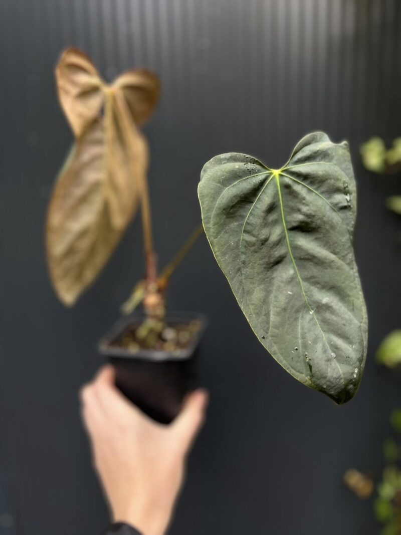 Anthurium Blue Papillilaminum × Portillae