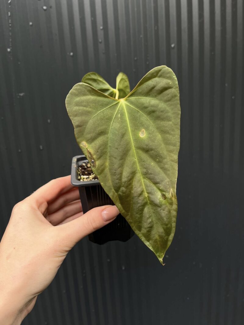 Anthurium X-One × Portillae
