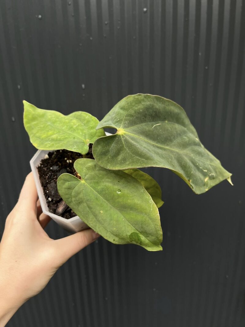 Anthurium antolakii (Black Velvet Eastern Panama)
