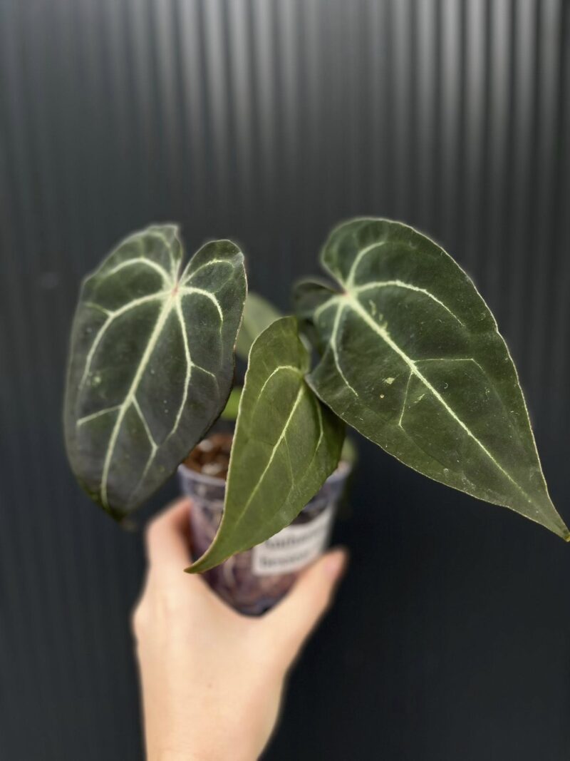 Anthurium Besseae aff Special