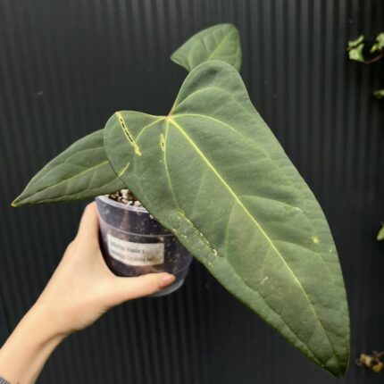 Anthurium Wonder x Cuyaneno Soul