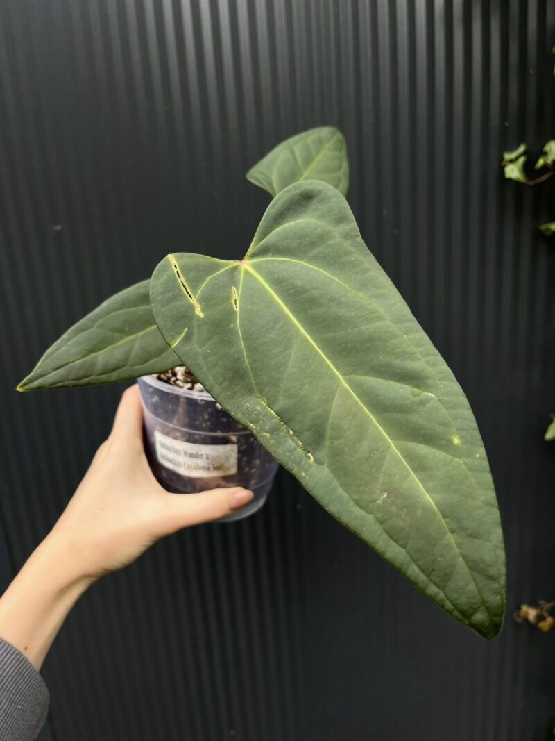 Anthurium Wonder x Cuyaneno Soul