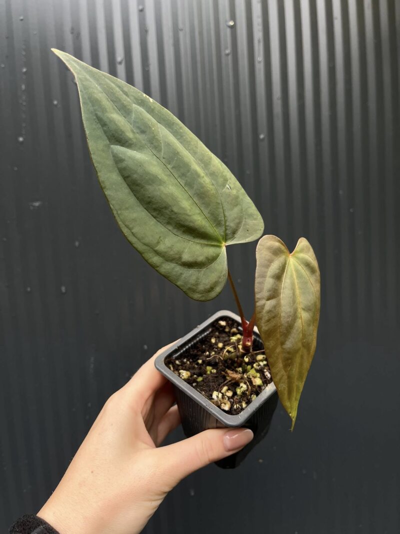 Anthurium Indo Portillae × RVDP (Red Vein Dark Phoenix)