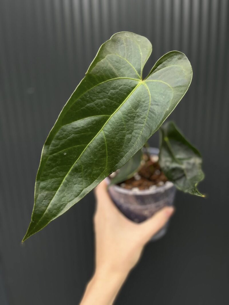 Anthurium Magnificum x Veitchii
