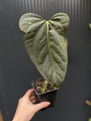 Anthurium Blue Papillilaminum × Portillae