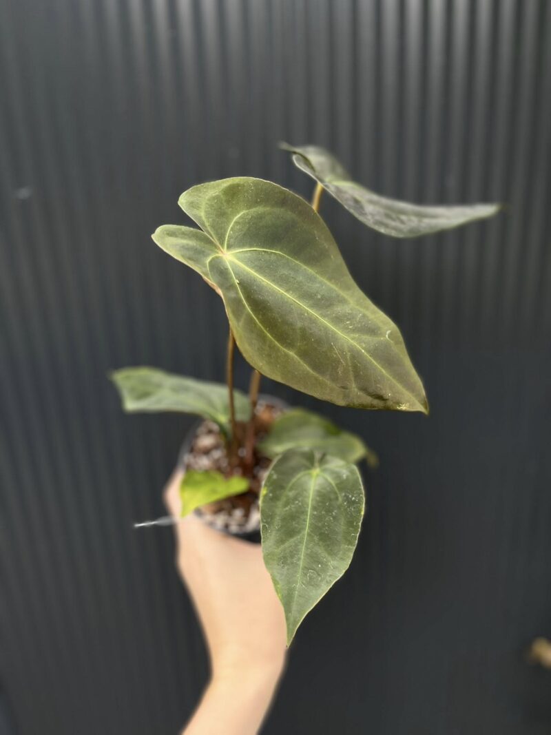 Anthurium Crystal Sky x Papillilaminum