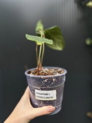 Anthurium Wonder x Cuyaneno Soul