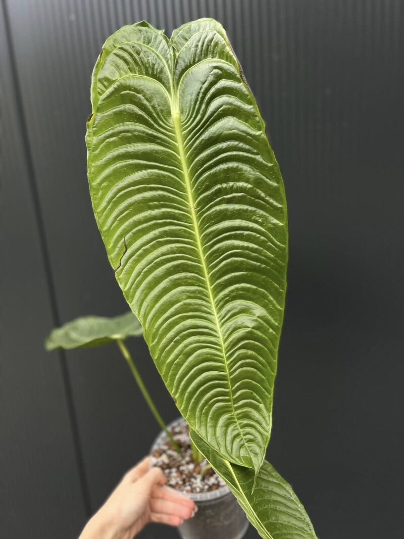 Anthurium Veitchii