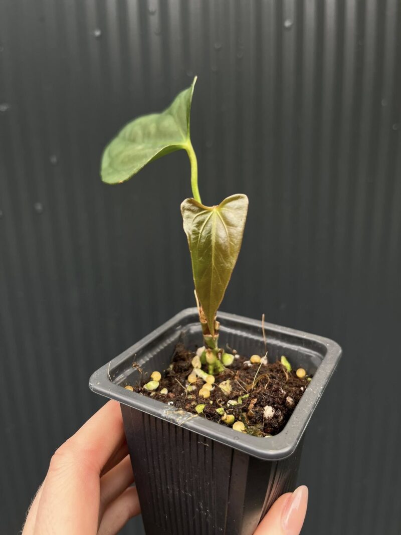 Anthurium X-One × Portillae