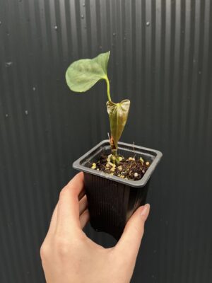 Anthurium X-One × Portillae
