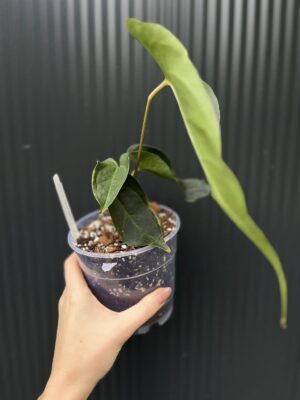 Anthurium Magnificum x Veitchii