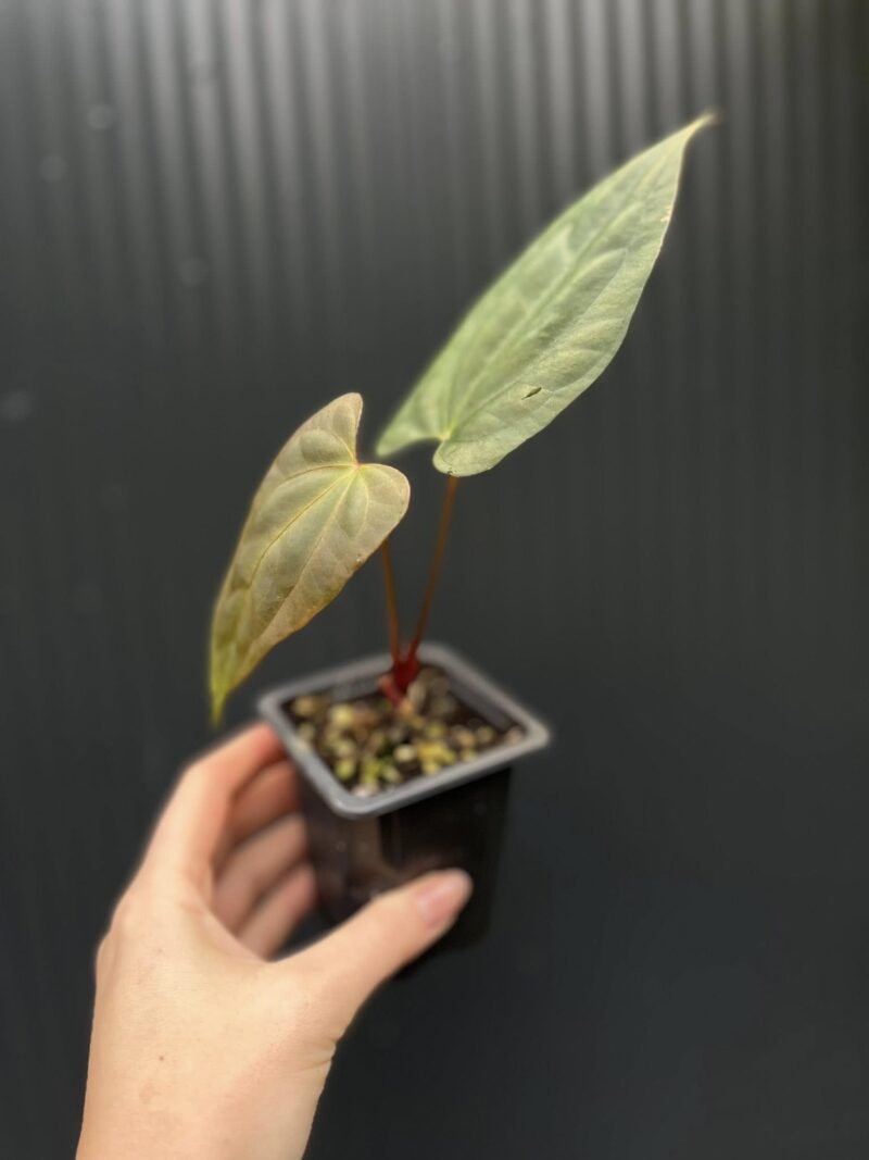 Anthurium Indo Portillae × RVDP (Red Vein Dark Phoenix)