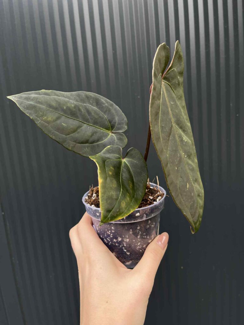 Anthurium Cuyabeno Soul x Black Anaconda