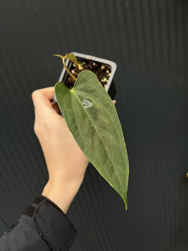 Anthurium X-One × Portillae