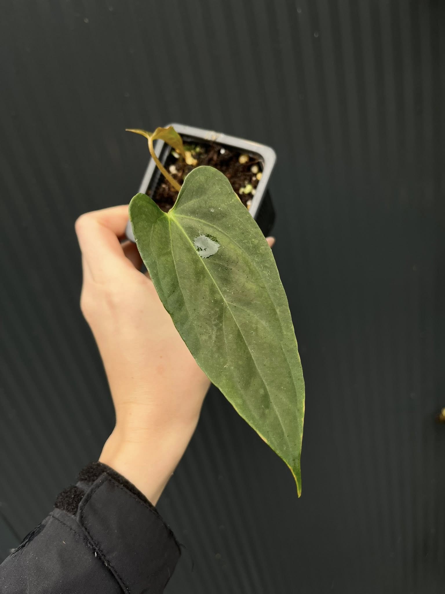 Anthurium X-One × Portillae - Centrum Ogrodnicze Silesia