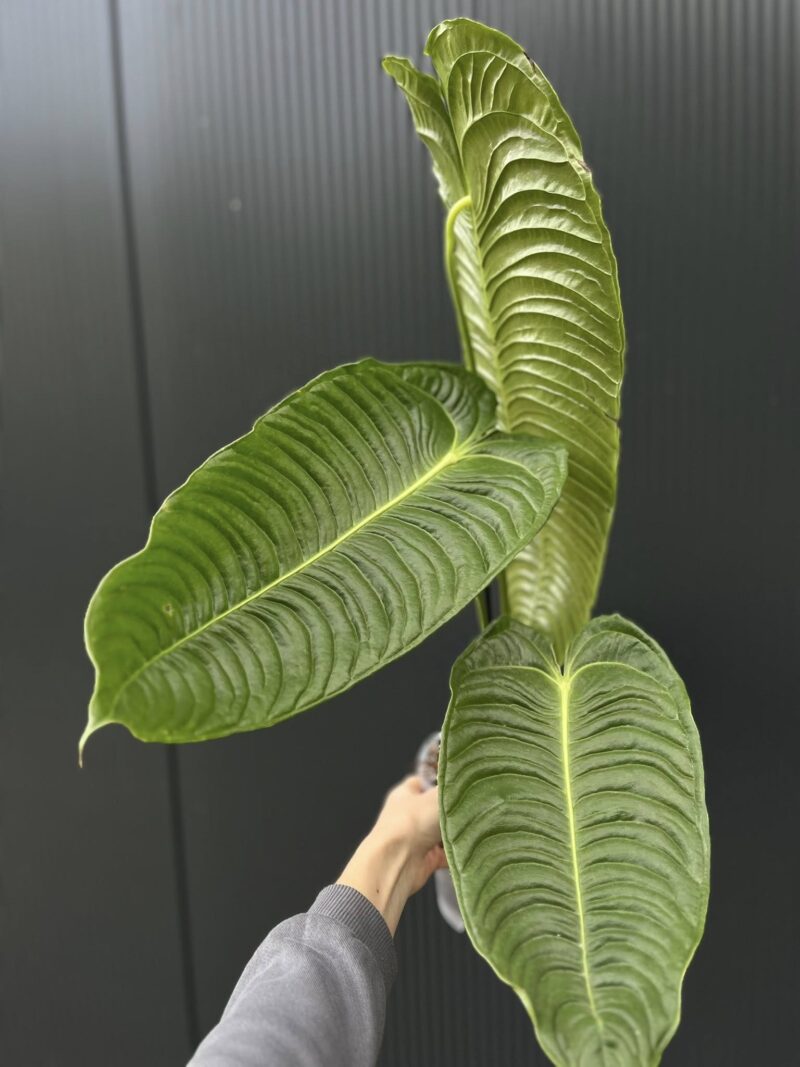 Anthurium Veitchii