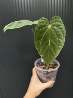 Anthurium Fantasy (besseae aff. x dressleri)