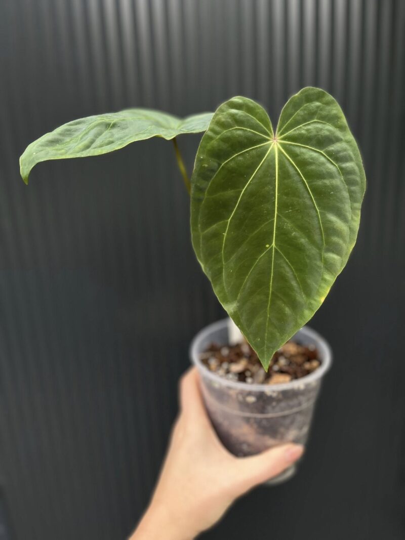 Anthurium Fantasy (besseae aff. x dressleri)