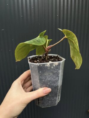 Anthurium antolakii (Black Velvet Eastern Panama)