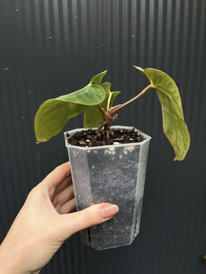 Anthurium antolakii (Black Velvet Eastern Panama)