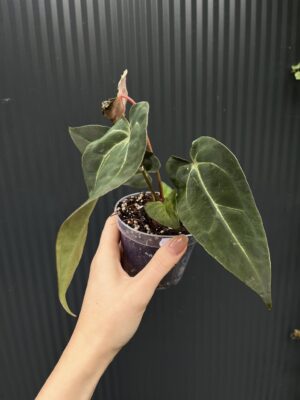 Anthurium Besseae aff Special