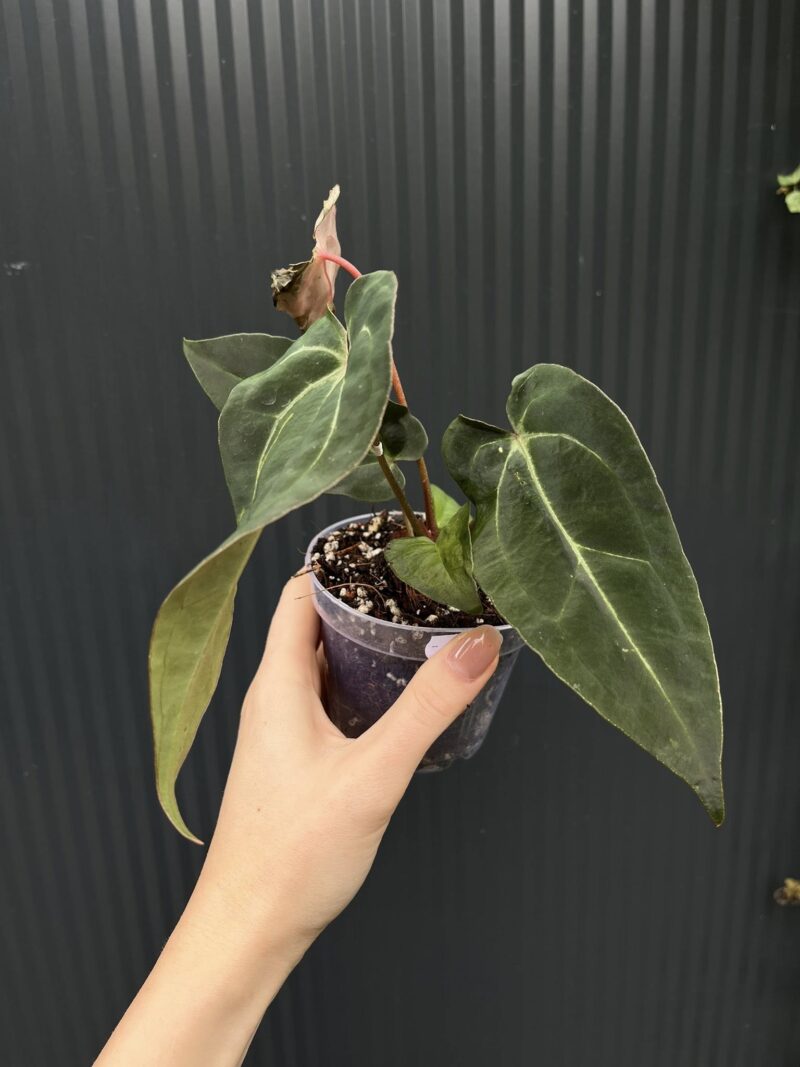 Anthurium Besseae aff Special