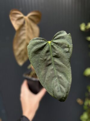 Anthurium Blue Papillilaminum × Portillae