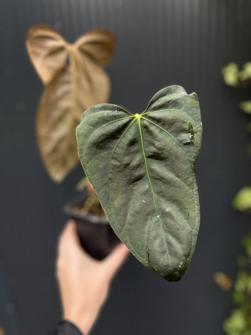 Anthurium Blue Papillilaminum × Portillae