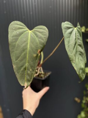 Anthurium Blue Papillilaminum × Portillae