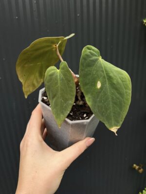 Anthurium antolakii (Black Velvet Eastern Panama)