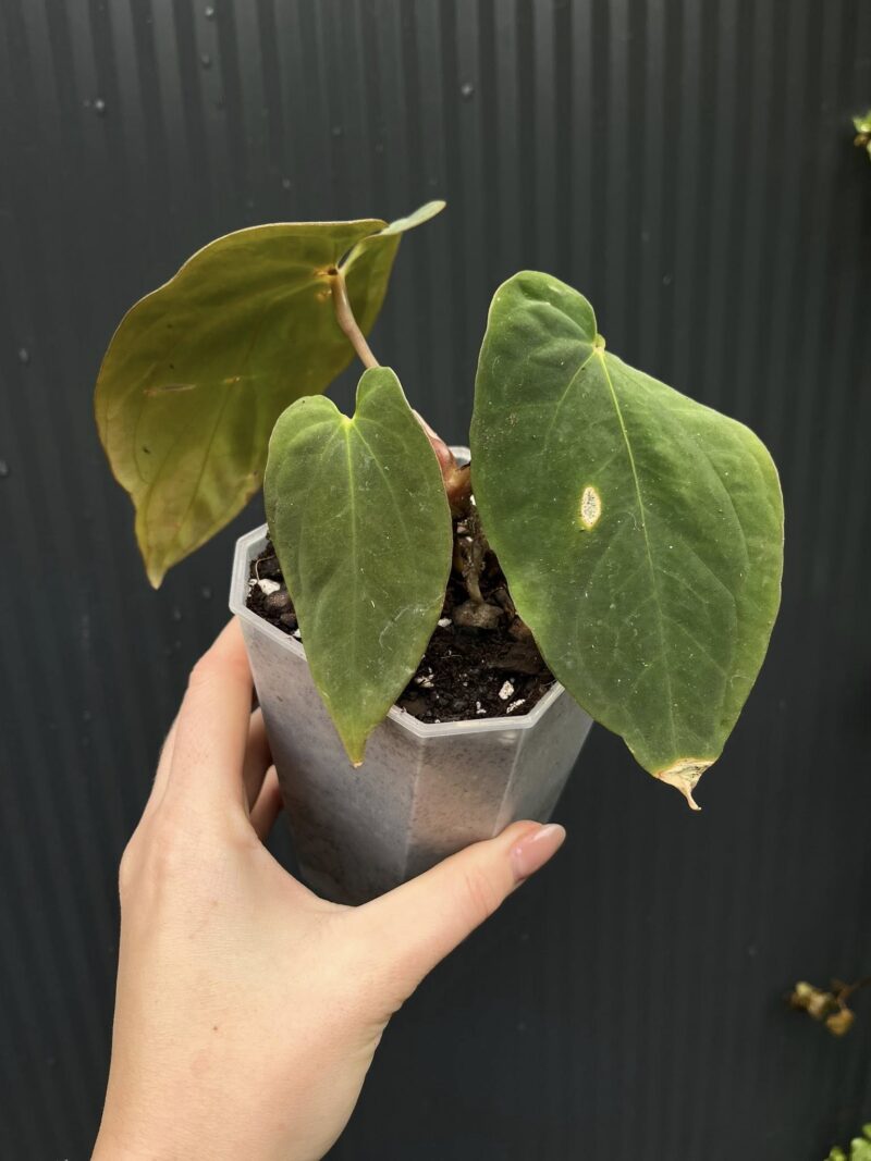 Anthurium antolakii (Black Velvet Eastern Panama)