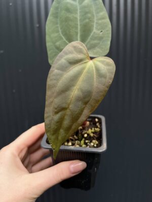 Anthurium Indo Portillae × RVDP (Red Vein Dark Phoenix)