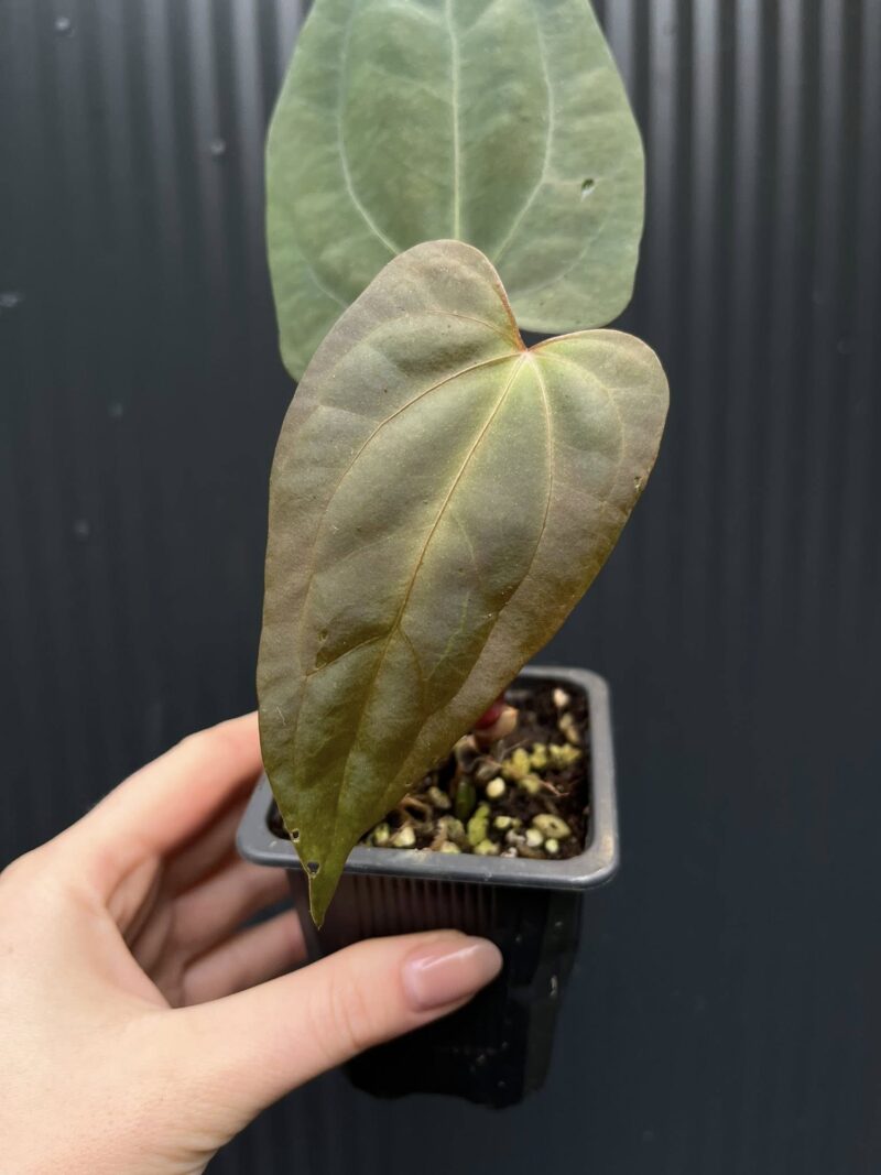 Anthurium Indo Portillae × RVDP (Red Vein Dark Phoenix) Anthurium Indo Portillae × RVDP (Red Vein Dark Phoenix)