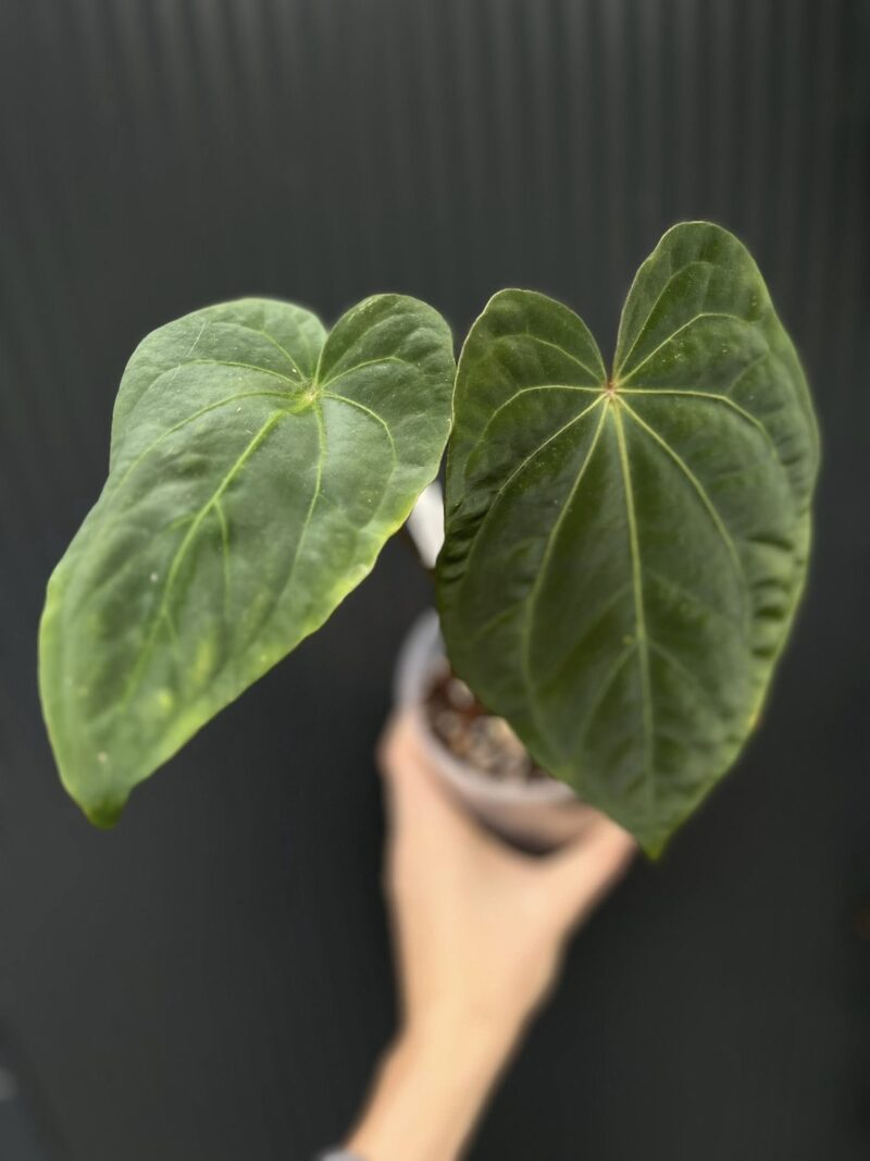 Anthurium Fantasy (besseae aff. x dressleri)