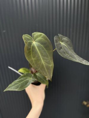 Anthurium Crystal Sky x Papillilaminum