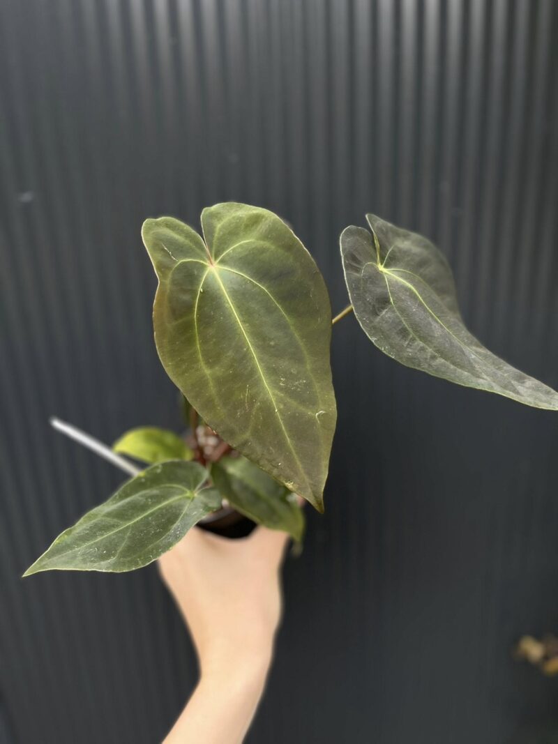 Anthurium Crystal Sky x Papillilaminum
