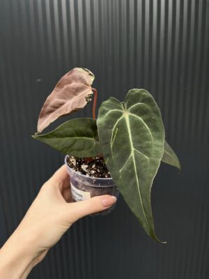 Anthurium Besseae aff Special