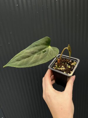 Anthurium X-One × Portillae