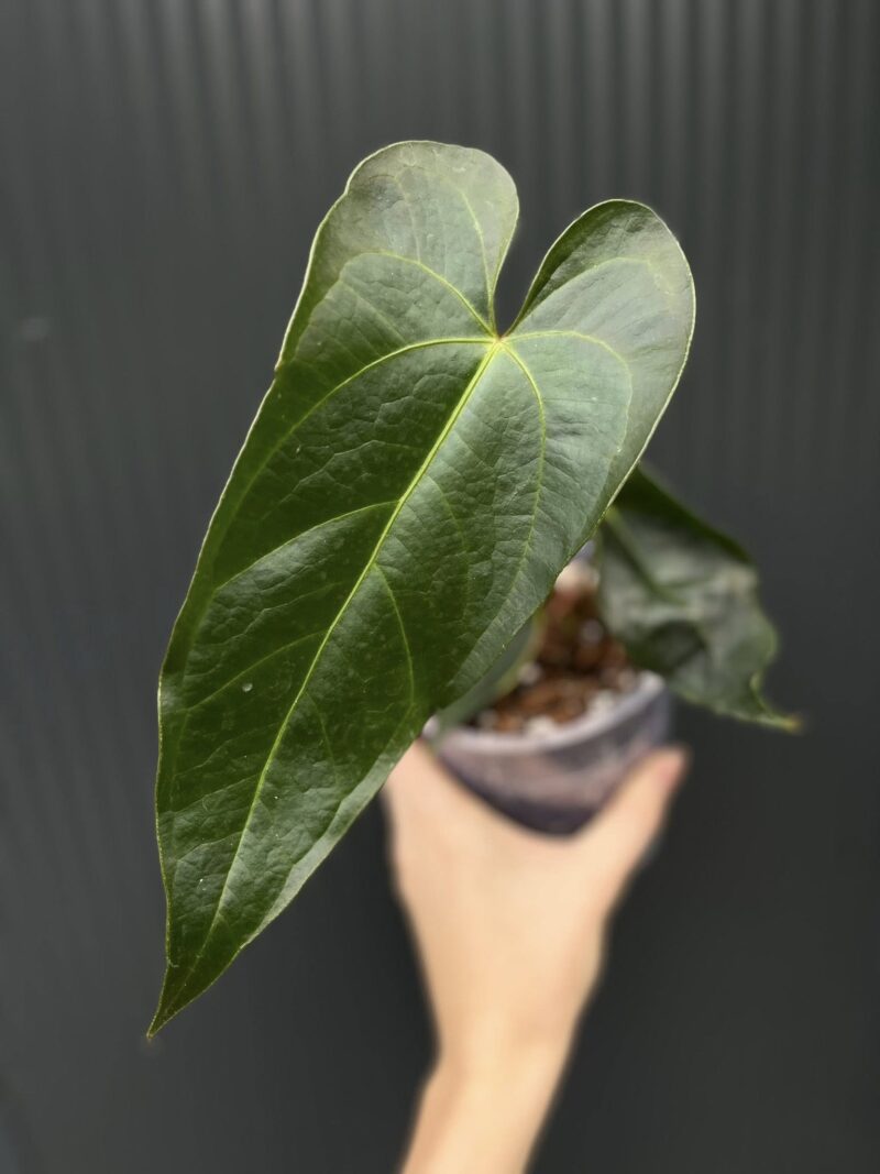 Anthurium Magnificum x Veitchii