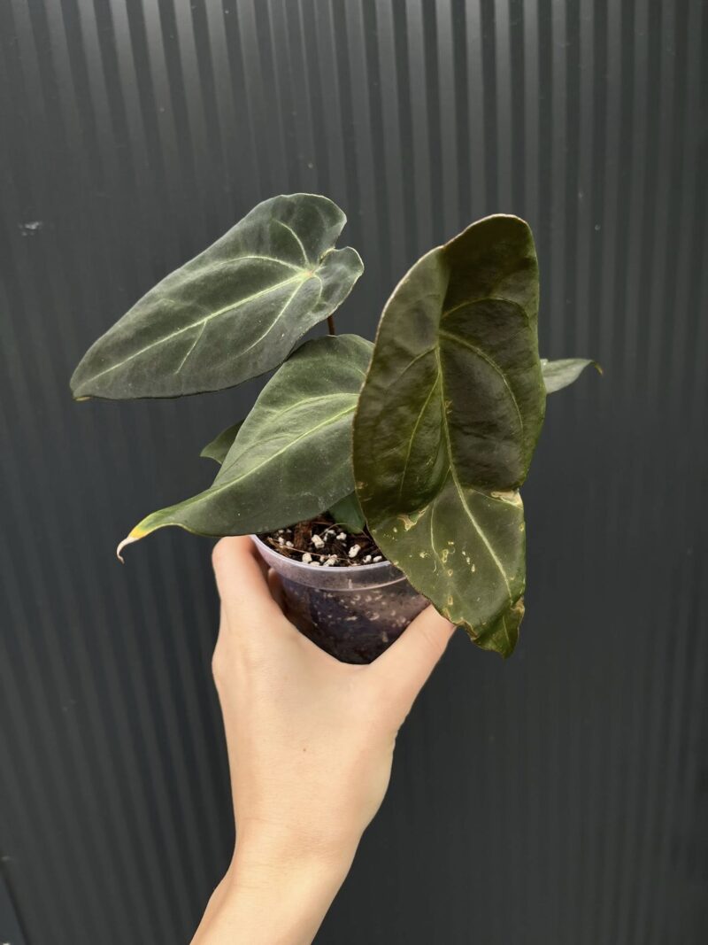 Anthurium Besseae aff Special