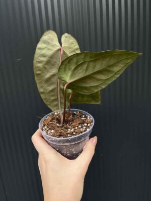 Anthurium Cuyabeno Soul x Black Anaconda