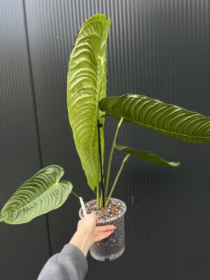 Anthurium Veitchii