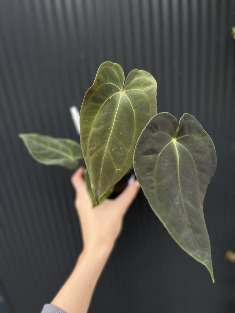 Anthurium Crystal Sky x Papillilaminum