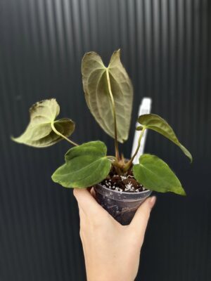 Anthurium Black Anaconda x Papillilaminum
