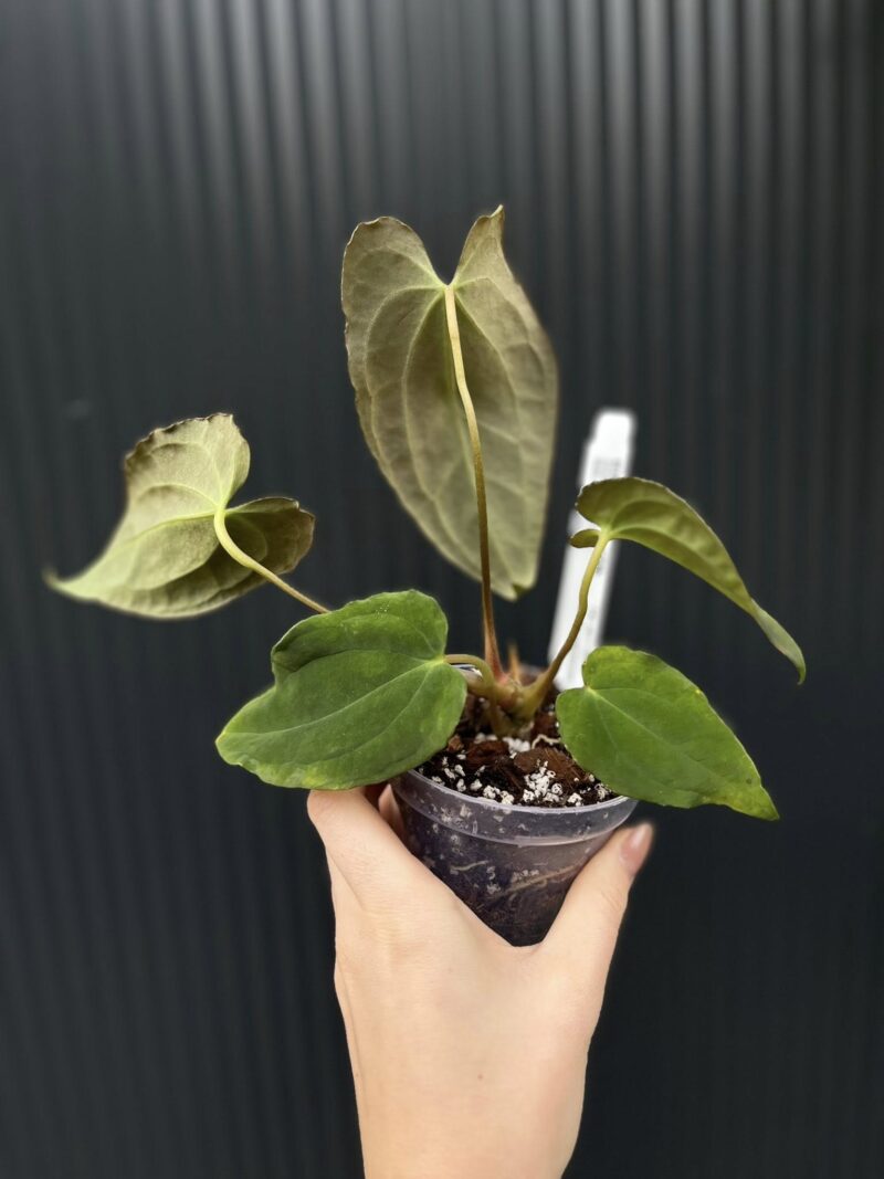 Anthurium Black Anaconda x Papillilaminum