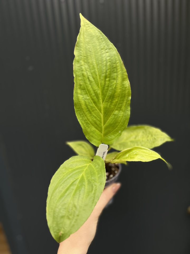 tacca chantrieri tacca chantrieri